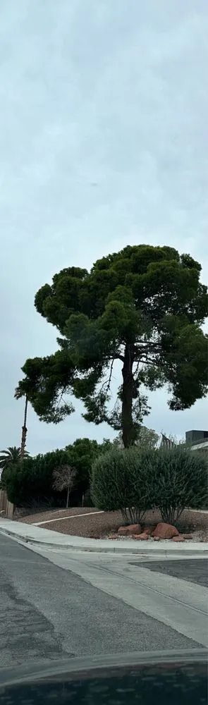 Top-rated yard cleanup service experts serving Las Vegas, NV - Excellence Landscaping and Construction