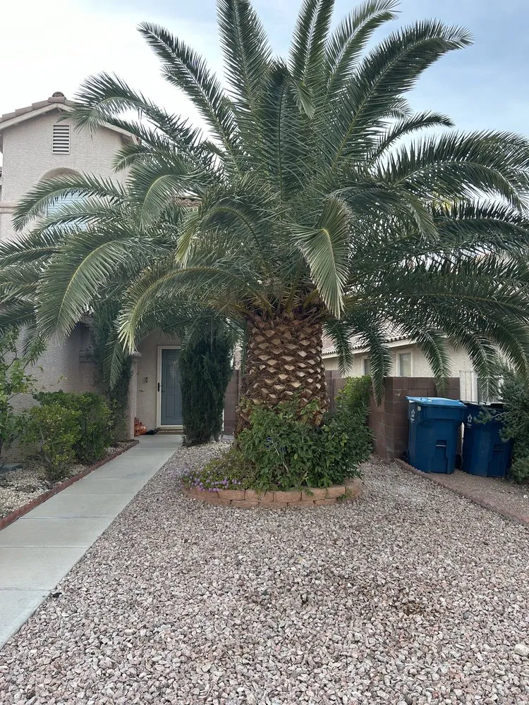 Expert lawn mowing service with custom design in Las Vegas, NV by Excellence Landscaping and Construction