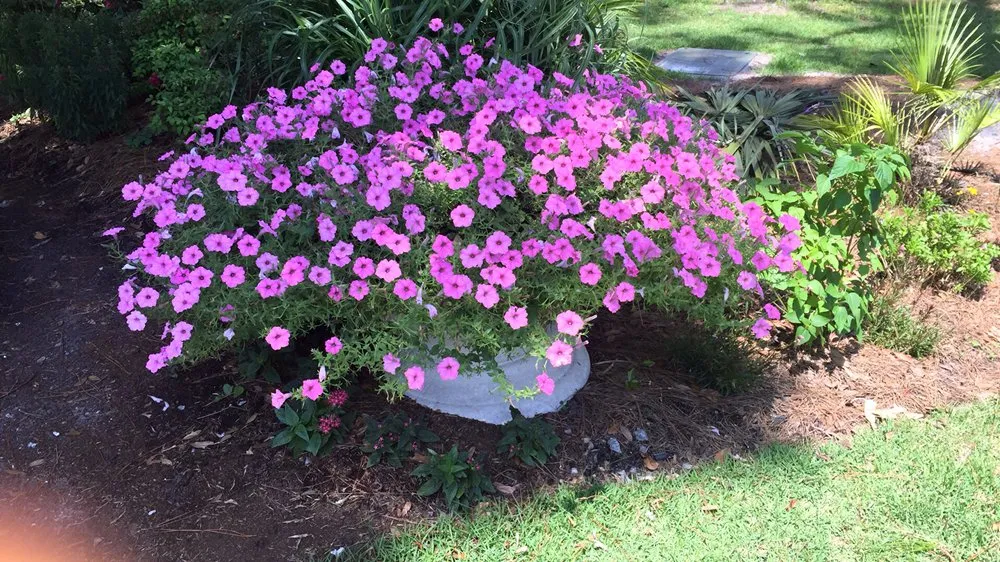Local residential landscaping for homes in Ochlocknee, GA by Excellent Lawn and Pool Service