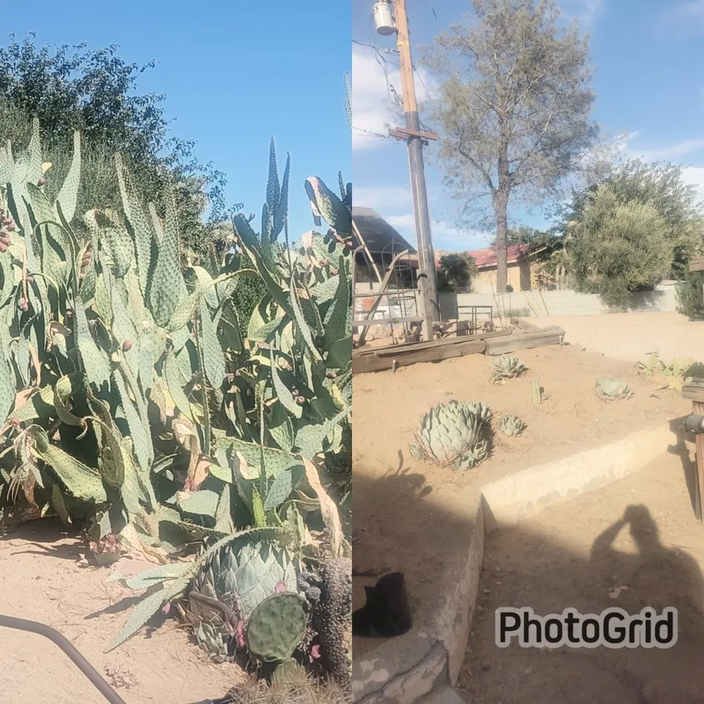 Top-rated landscaping services for year-round maintenance across Twentynine Palms, CA - Excellent Work Yard Service