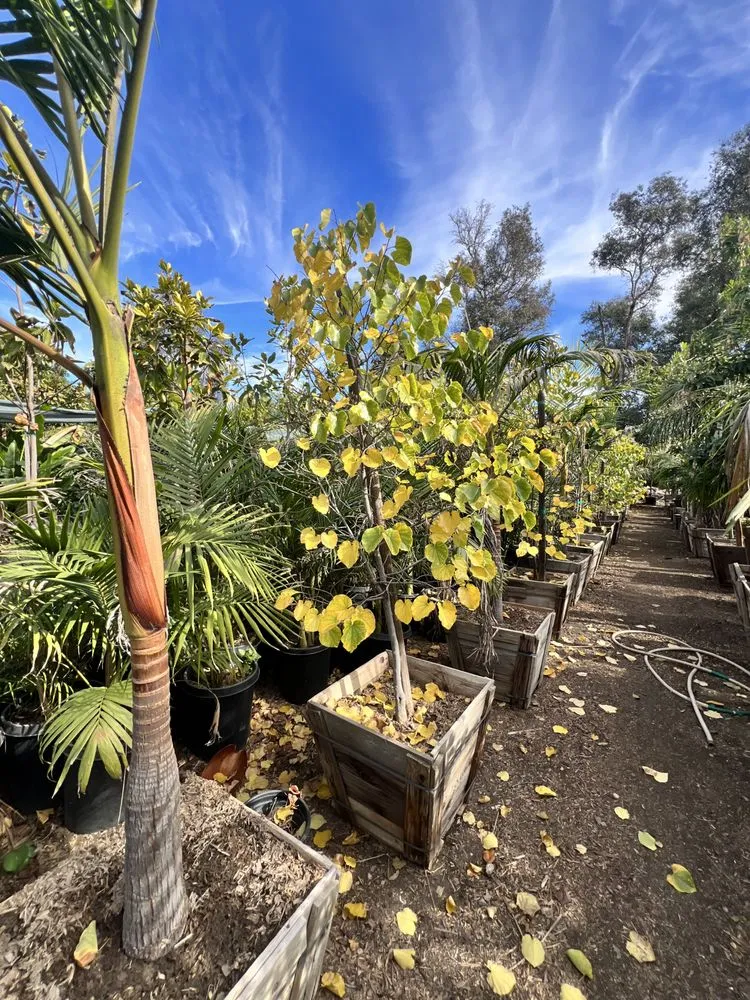 Reliable outdoor landscaping for homes in Fontana, CA by Exclusive Hardscape & Exterior Design