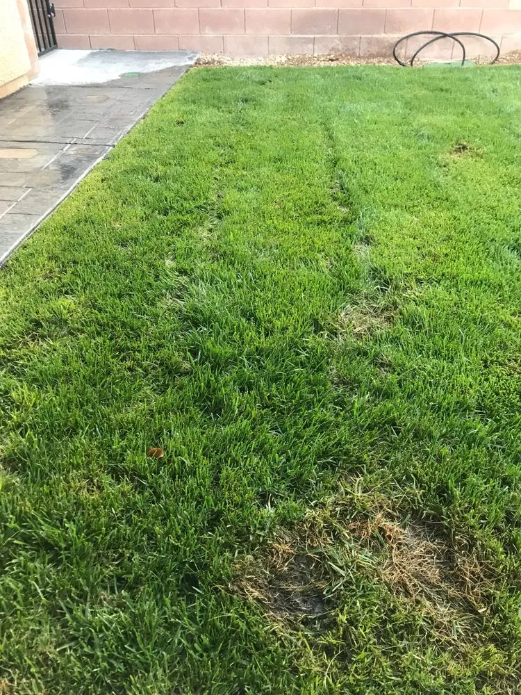 Top-rated residential landscaping in Las Vegas, NV by Exclusive landscape