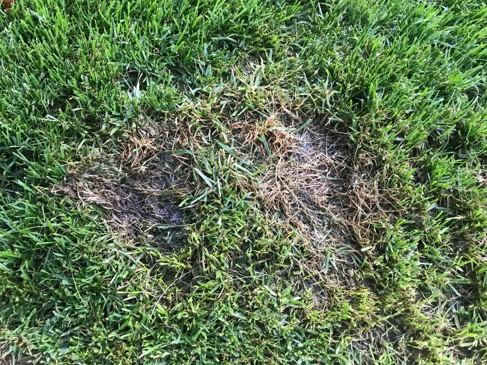 Custom yard maintenance in Las Vegas, NV - Exclusive landscape