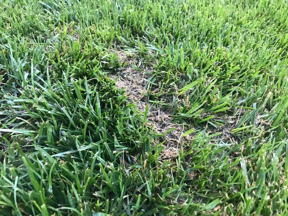 Top-rated landscaping services in Las Vegas, NV - Exclusive landscape