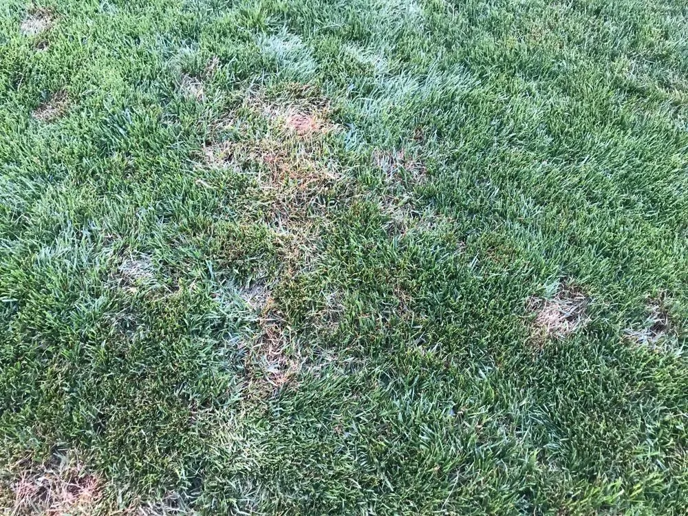 Professional lawn mowing service in Las Vegas, NV - Exclusive landscape