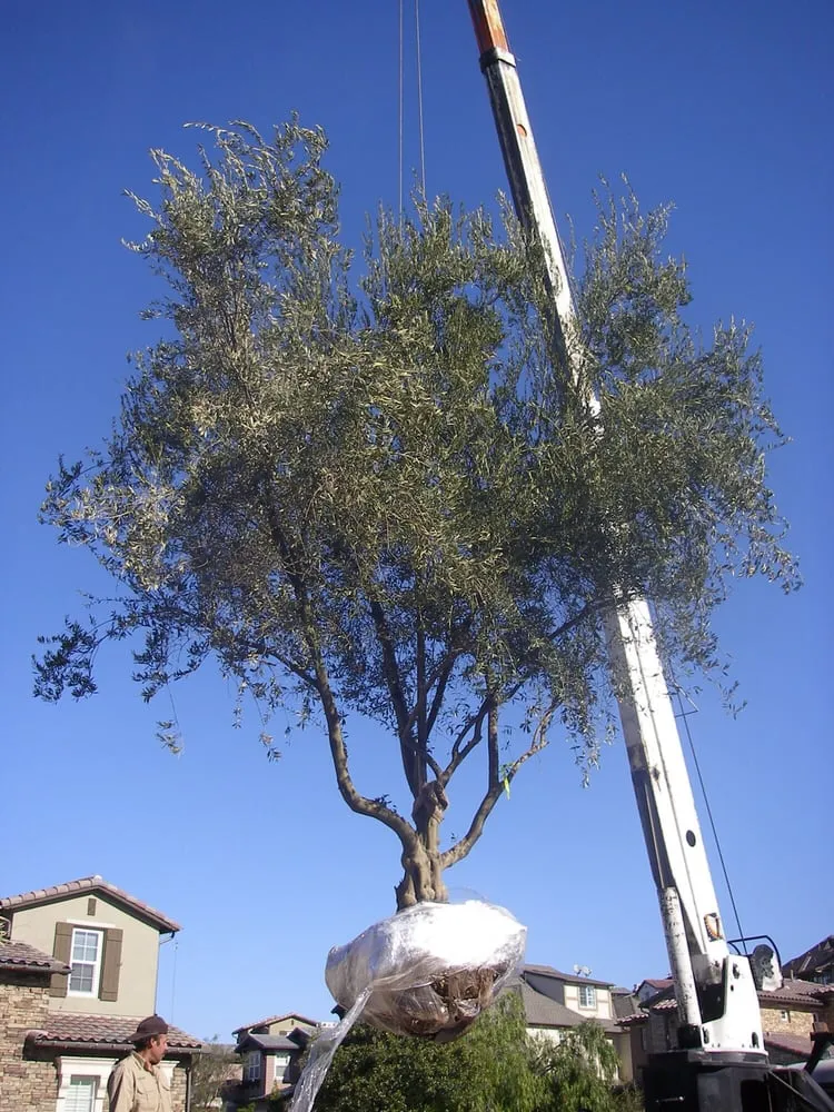 Trusted landscape design in Ladera Ranch, CA - Exclusive Landscapes