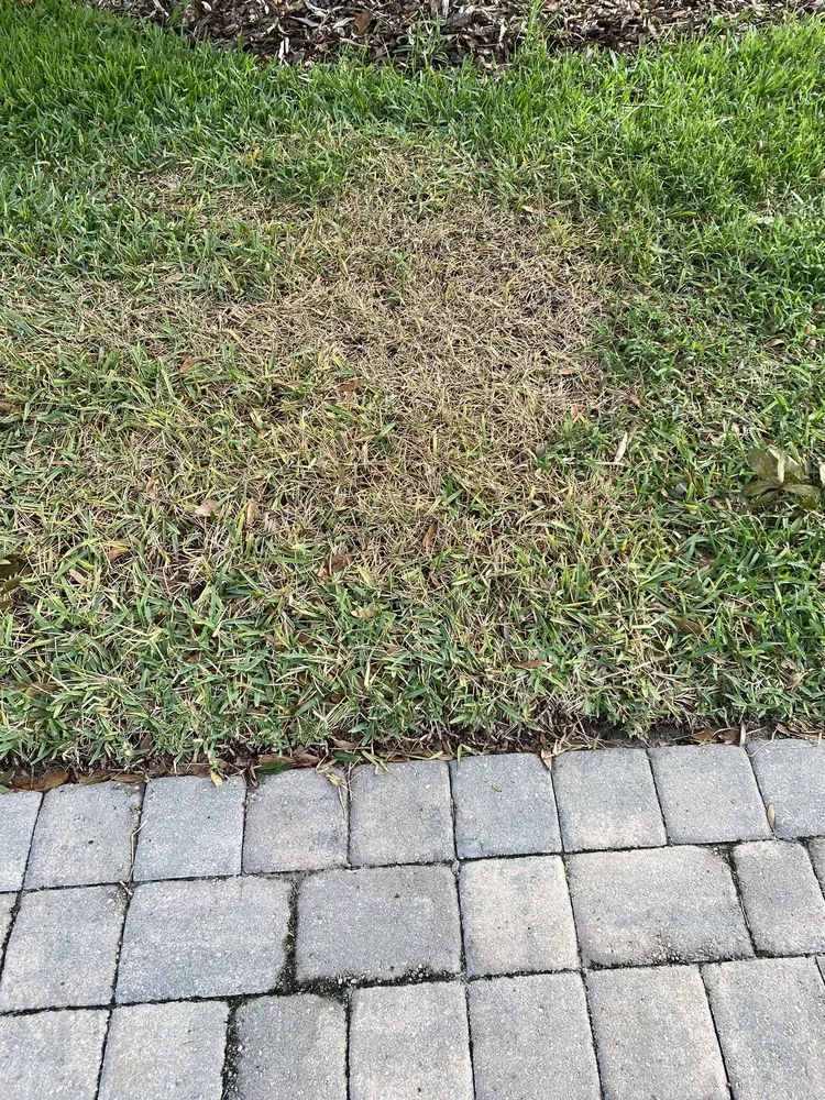 Expert yard cleanup service experts serving Orlando, FL - Exclusive Landscaping Group