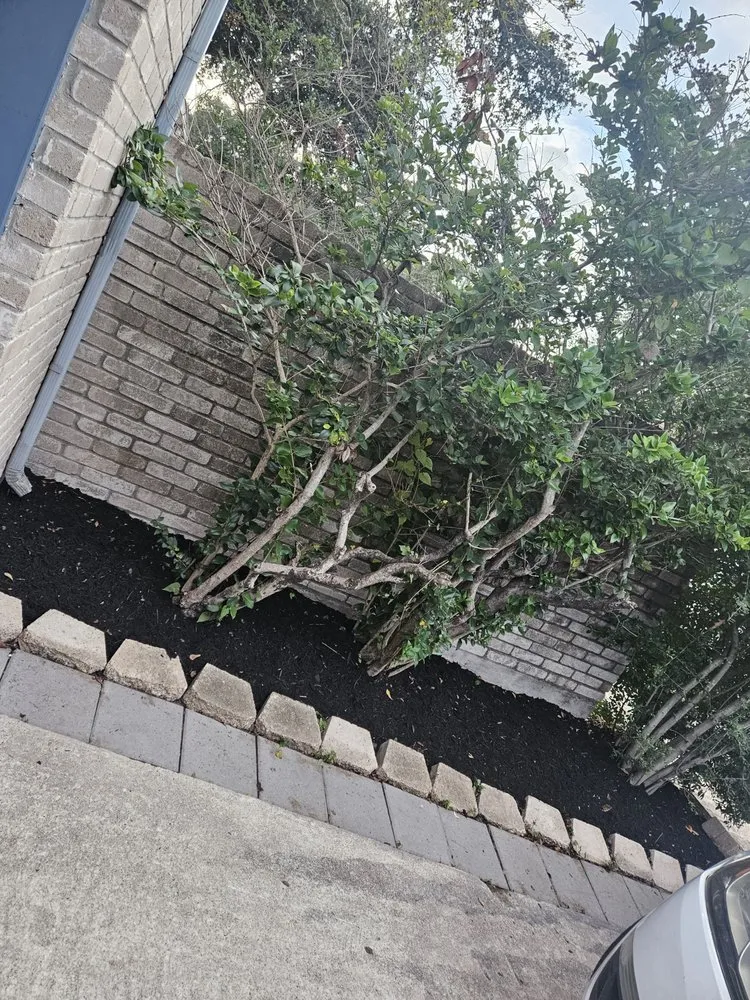 Trusted residential landscaping experts serving Houston, TX - Exclusive Landscaping