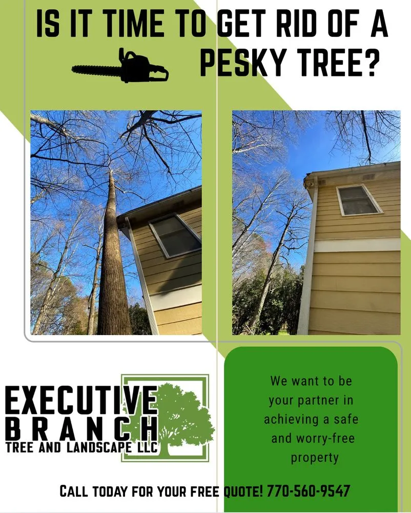 Affordable yard maintenance with custom design across Jasper, GA - Executive Branch Tree Service