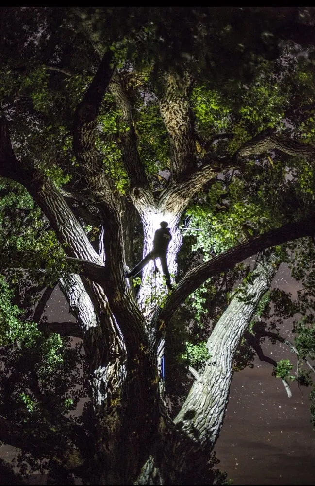 Trusted yard cleanup service experts serving Los Angeles, CA - Executive Branch Tree Service