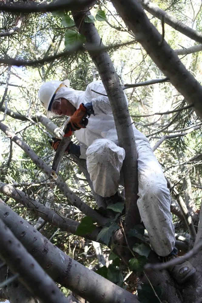 Top-rated lawn mowing service experts serving Los Angeles, CA - Executive Branch Tree Service