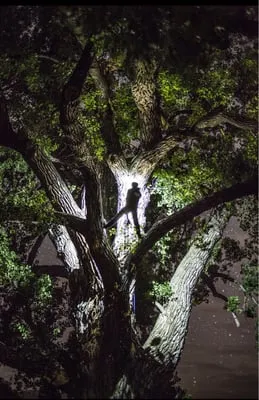 Executive Branch Tree Service Logo