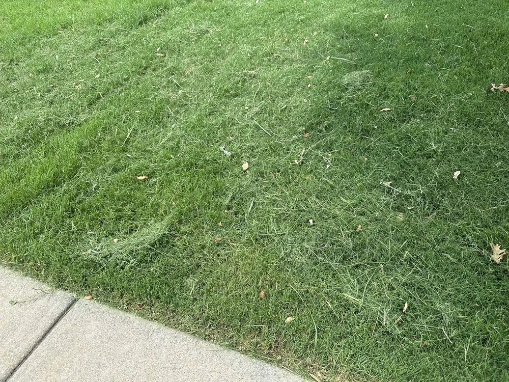 Local yard maintenance for year-round maintenance in McKinney, TX by Executive Lawn Care