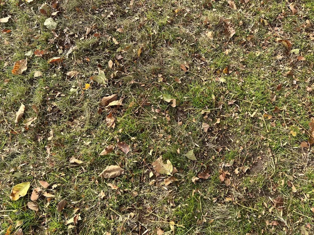 Custom landscape installation experts serving McKinney, TX - Executive Lawn Care