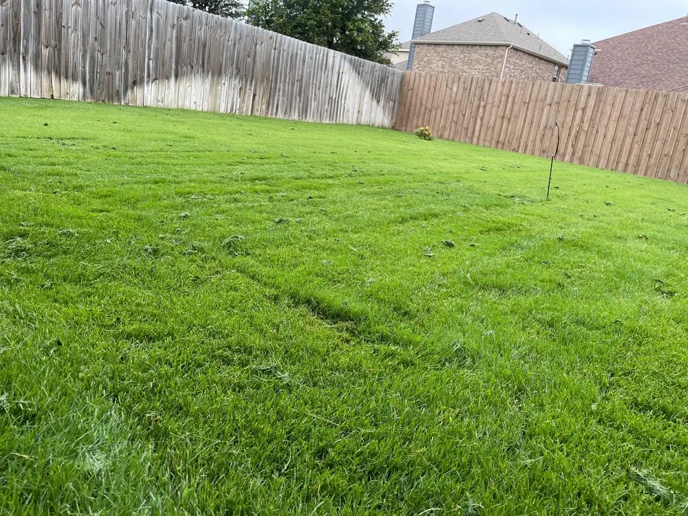 Top-rated yard cleanup service experts serving McKinney, TX - Executive Lawn Care