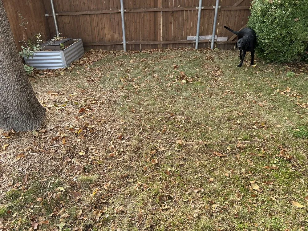 Custom yard cleanup service for year-round maintenance in McKinney, TX by Executive Lawn Care