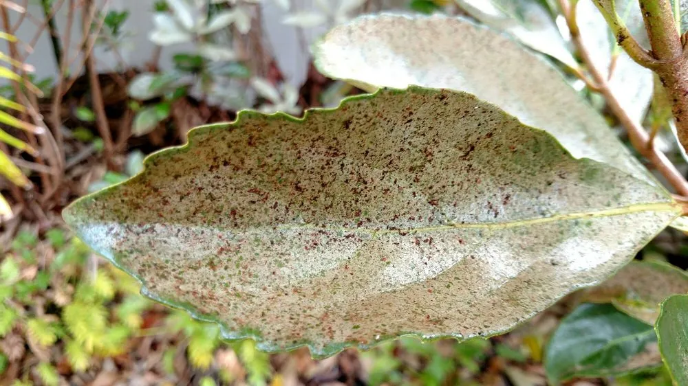 Affordable lawn care service experts serving Pinellas Park, FL - Executive Turf Management
