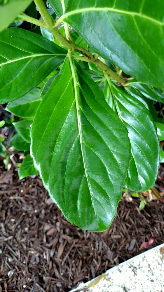 Local yard cleanup service in Pinellas Park, FL - Executive Turf Management