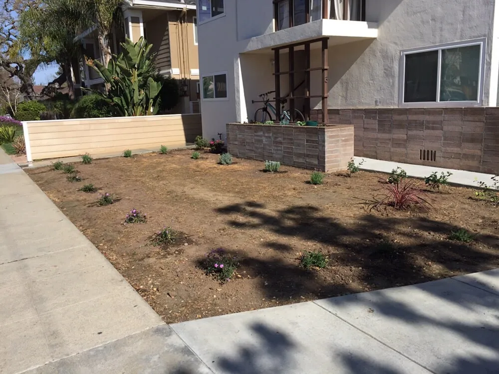 Expert yard cleanup service for year-round maintenance across Palo Alto, CA - Eximius Landscaping