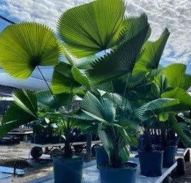 Affordable landscape installation for residential properties across Bradenton, FL - Exotic Gardens Landscaping & Beyond