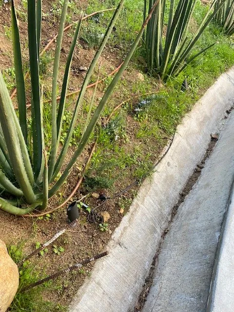 Affordable landscape installation for outdoor upgrades across Los Angeles, CA - Exoticus Botanicus