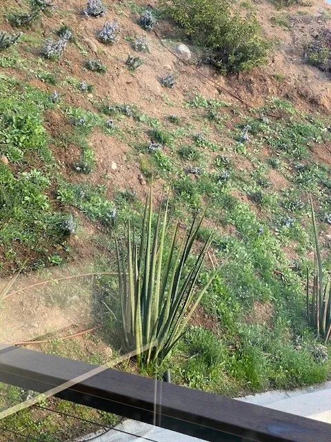 Top-rated outdoor landscaping experts serving Los Angeles, CA - Exoticus Botanicus