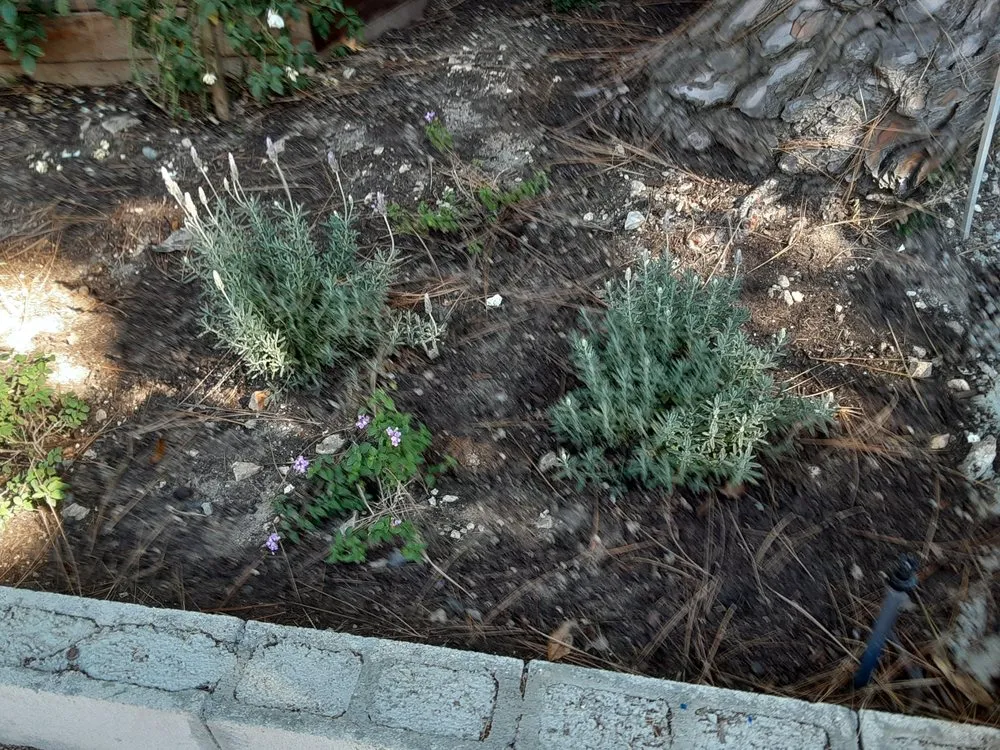 Expert yard maintenance for year-round maintenance across Los Angeles, CA - Exoticus Botanicus