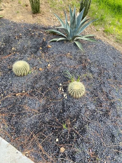 Expert landscaping services in Los Angeles, CA by Exoticus Botanicus