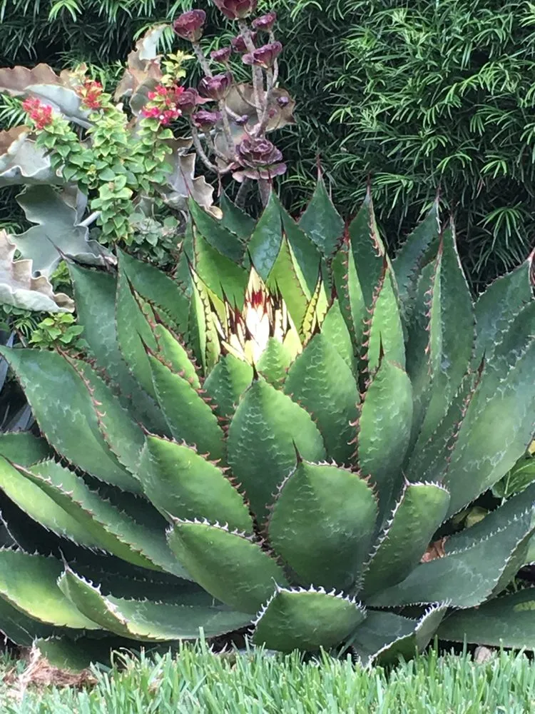 Trusted garden landscaping for residential properties in Los Angeles, CA by Exoticus Botanicus