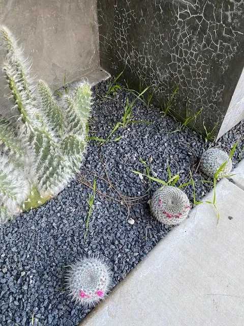 Affordable residential landscaping experts serving Los Angeles, CA - Exoticus Botanicus