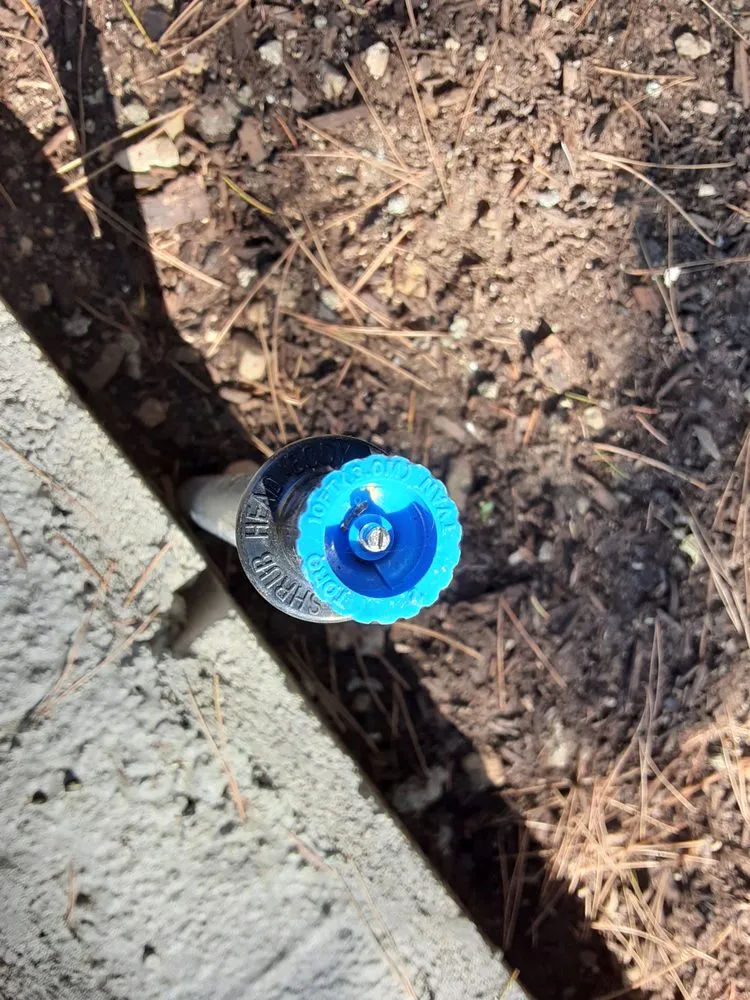 Custom lawn care service with custom design in Los Angeles, CA by Exoticus Botanicus