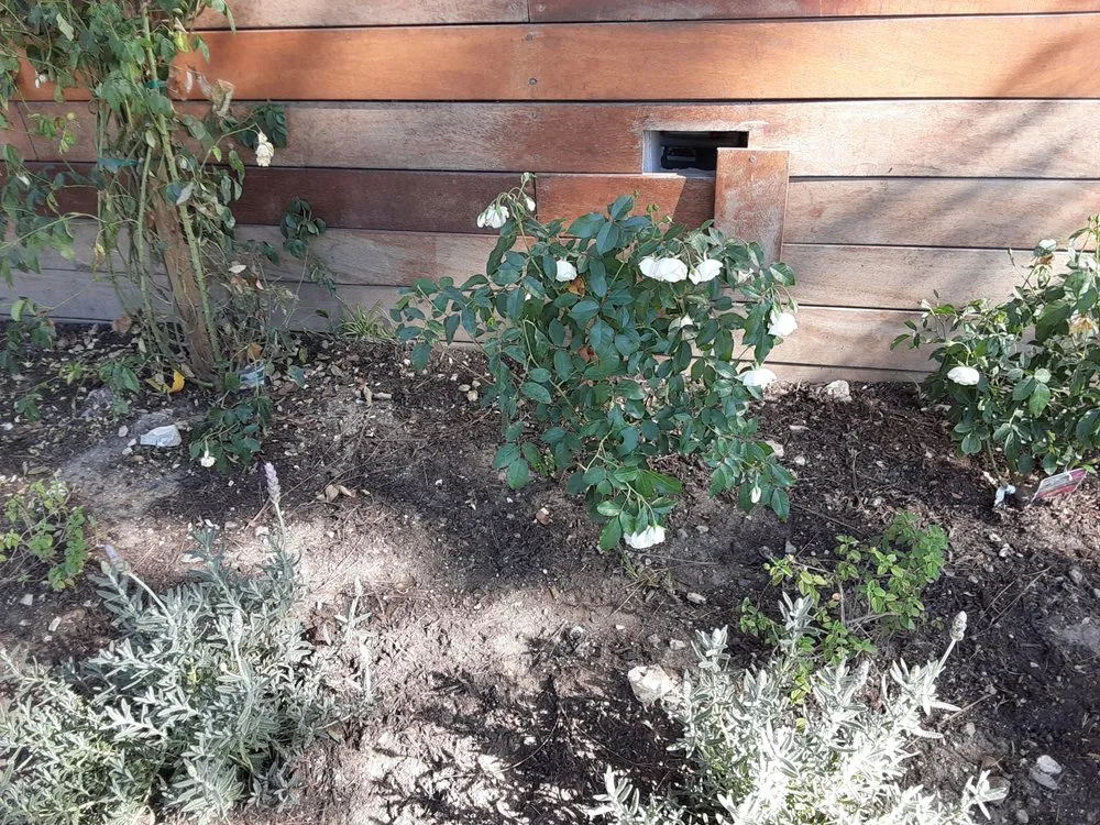 Expert yard maintenance in Los Angeles, CA - Exoticus Botanicus