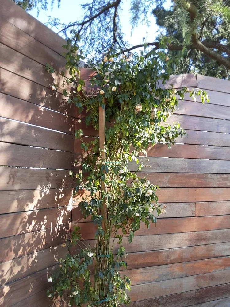 Reliable yard cleanup service experts serving Los Angeles, CA - Exoticus Botanicus