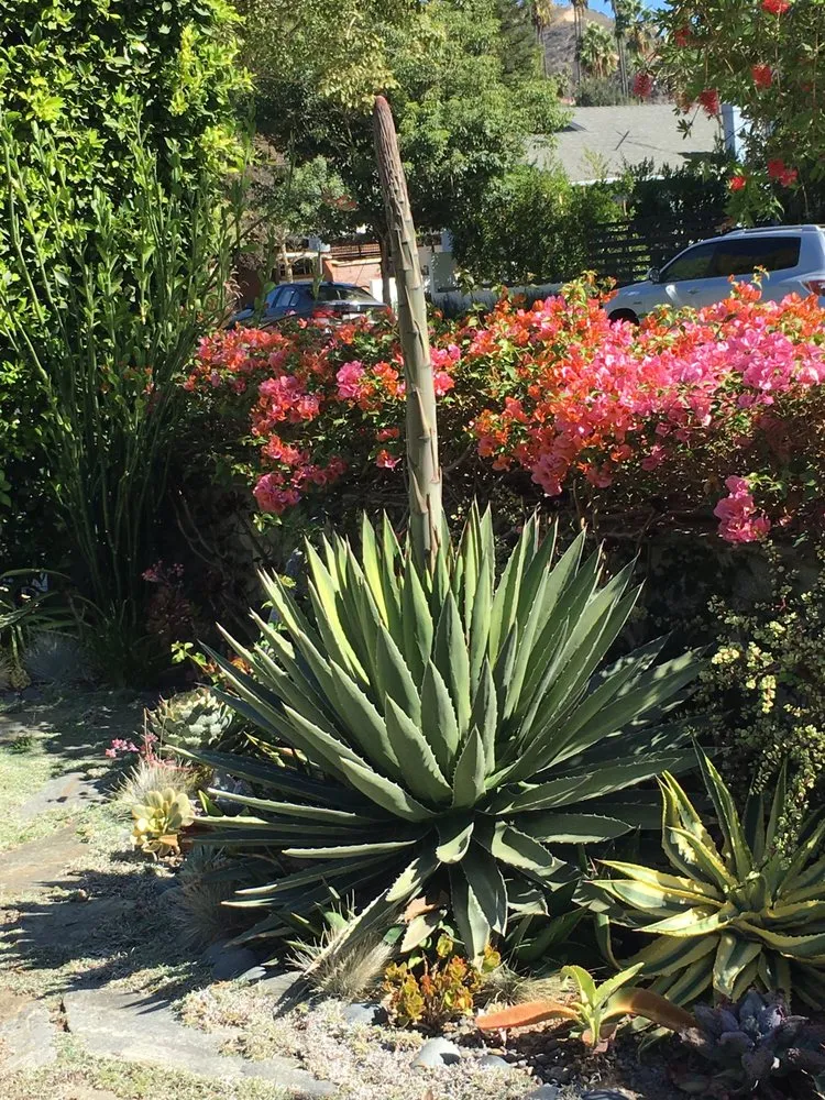 Reliable residential landscaping in Los Angeles, CA by Exoticus Botanicus