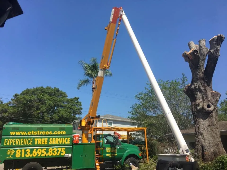Top-rated yard cleanup service for year-round maintenance across Tampa, FL - Experience Tree Service