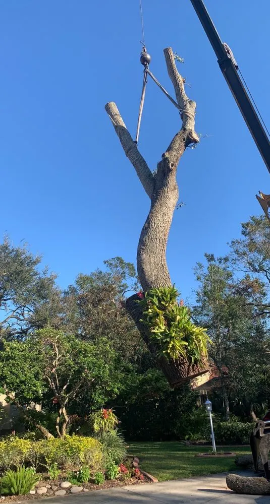 Expert lawn care service for year-round maintenance across Sarasota, FL - Experienced Tree Service