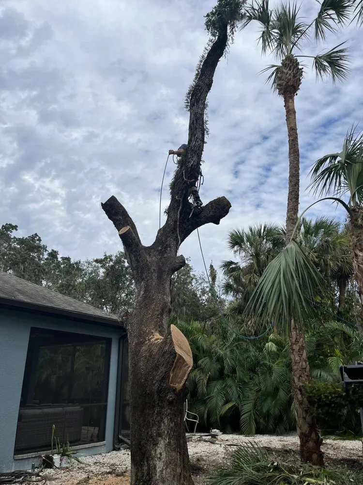 Expert lawn care service in Sarasota, FL by Experienced Tree Service