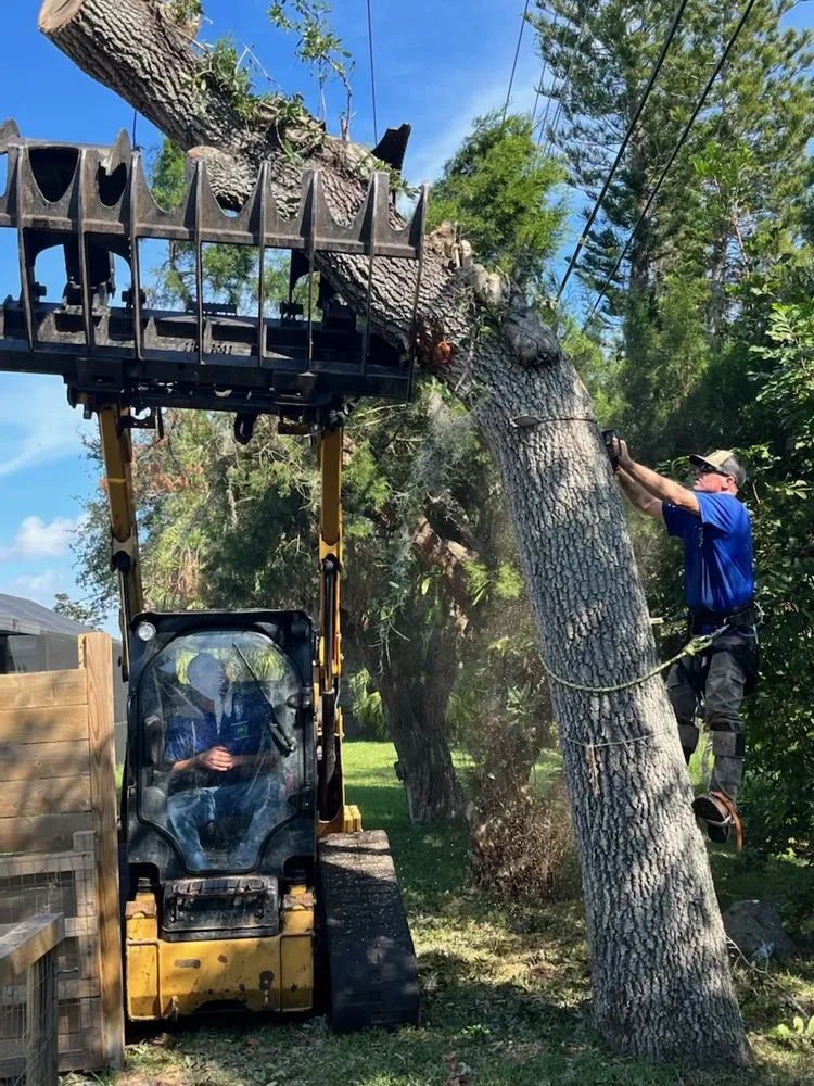 Expert yard maintenance near you in Sarasota, FL by Experienced Tree Service