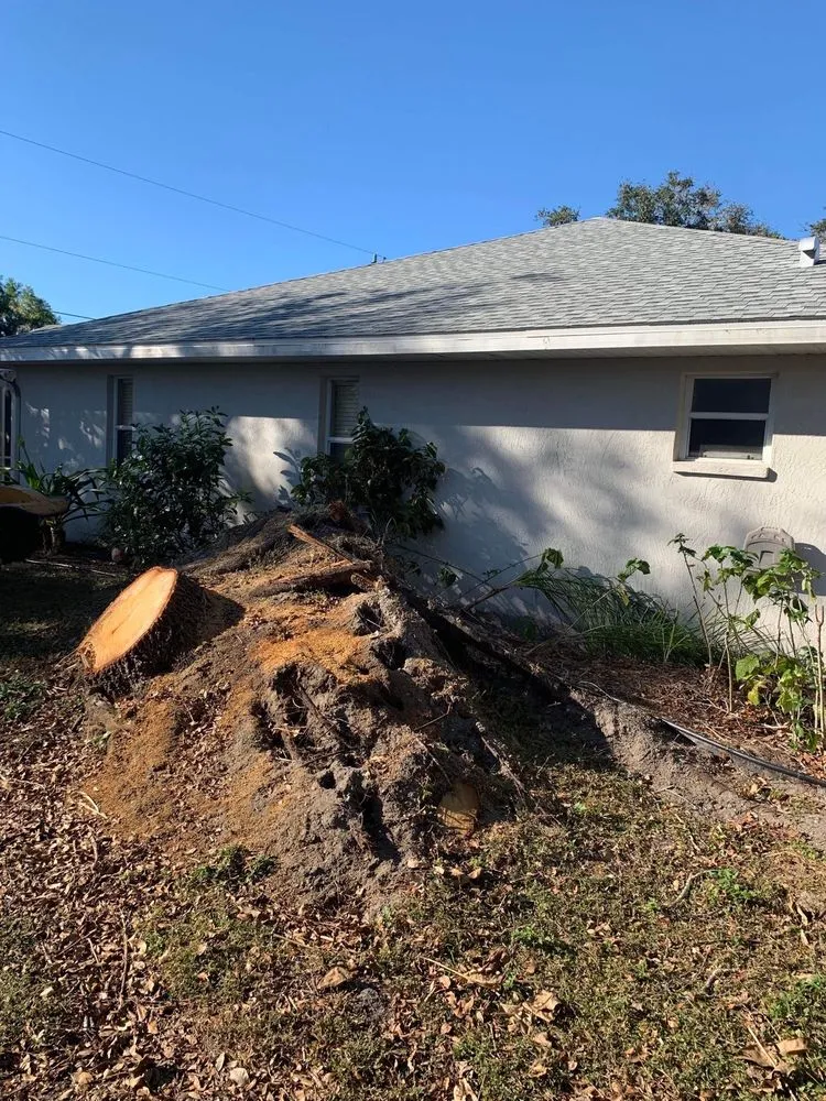 Expert yard cleanup service in Sarasota, FL - Experienced Tree Service
