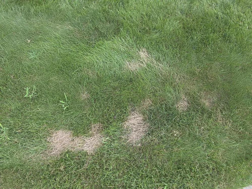 Custom landscape installation in Auburn Hills, MI by ExperiGreen & Top Lawn