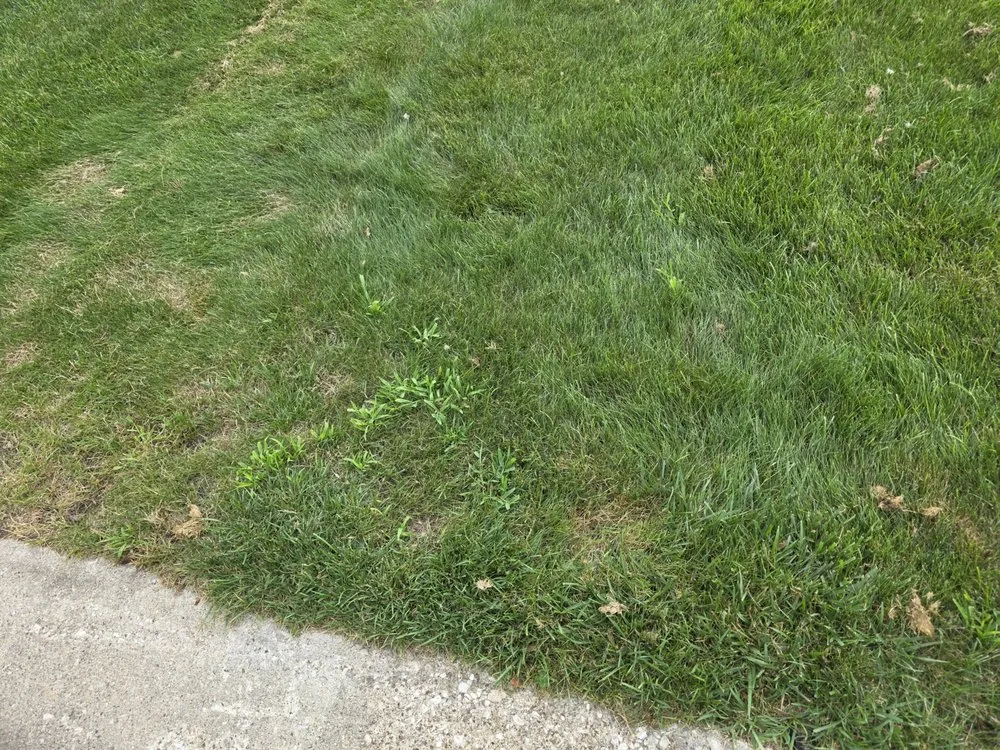 Reliable yard maintenance experts serving Auburn Hills, MI - ExperiGreen & Top Lawn