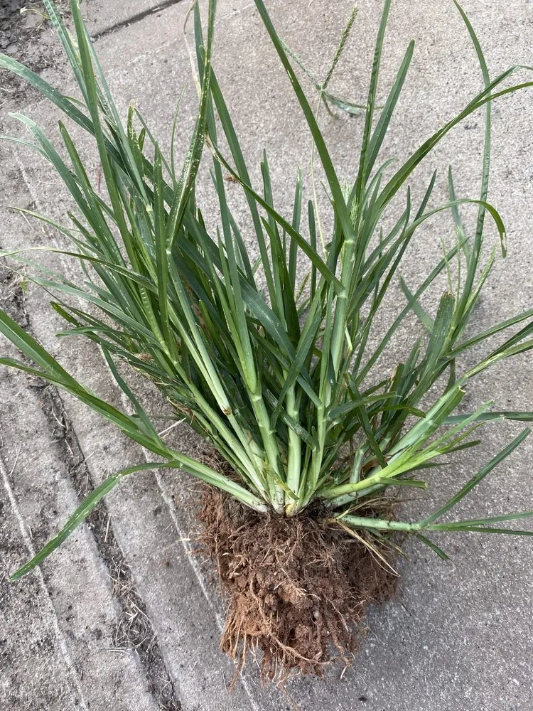 Expert outdoor landscaping in Charlotte, NC by ExperiGreen Lawn Care