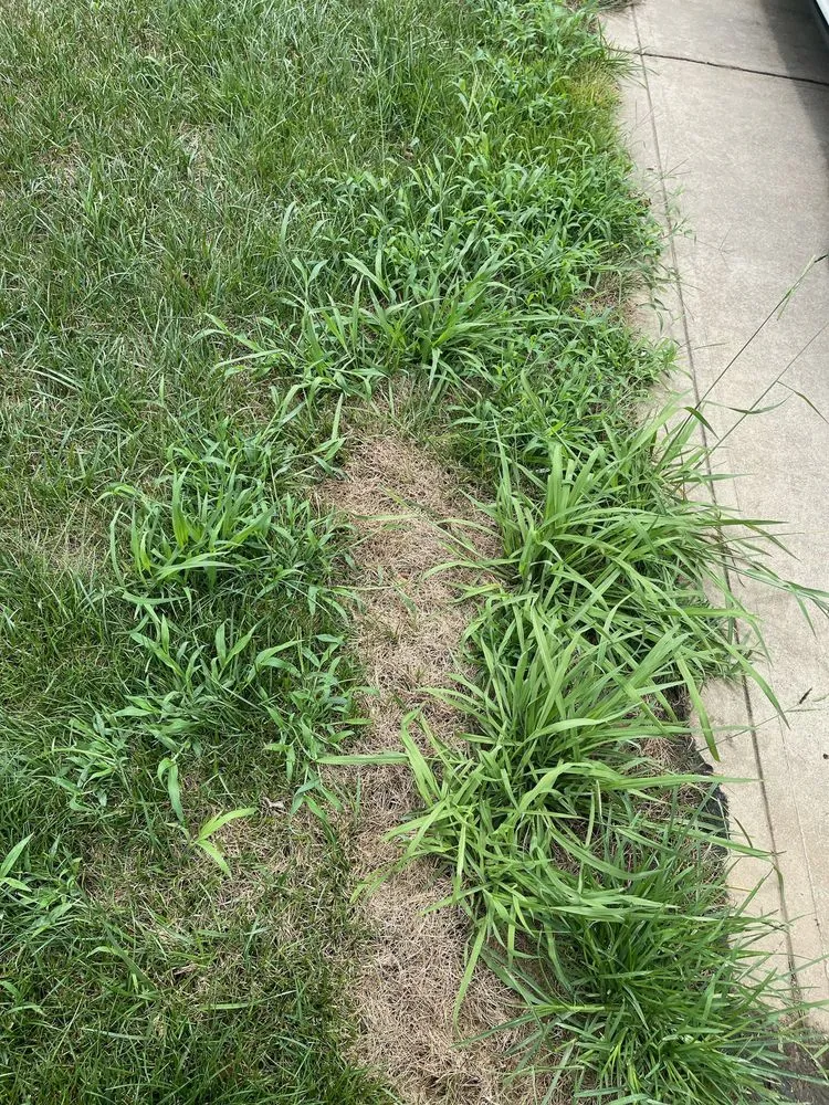 Trusted lawn care service in Charlotte, NC by ExperiGreen Lawn Care