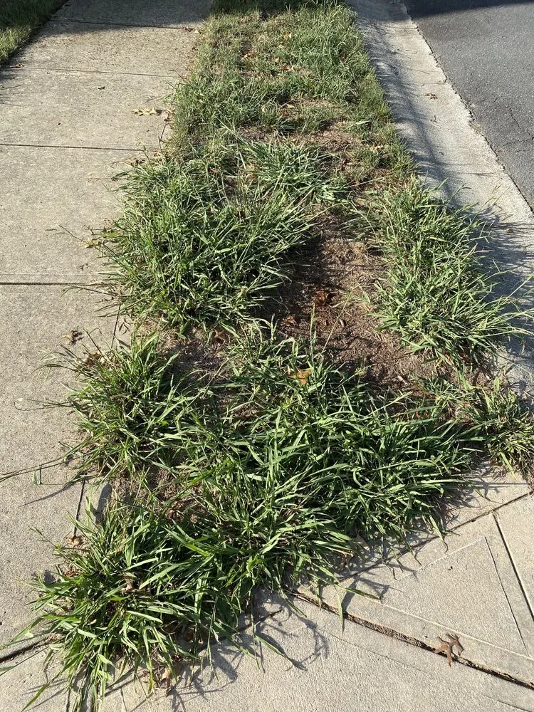 Affordable landscaping services in Charlotte, NC by ExperiGreen Lawn Care