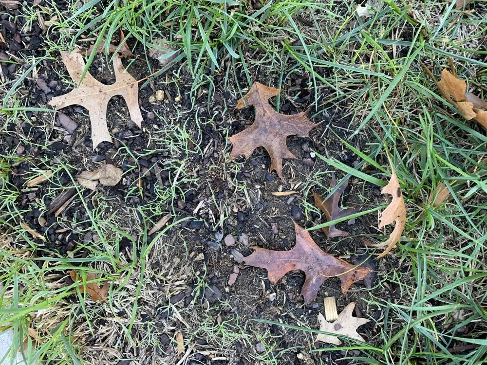 Expert yard cleanup service in Charlotte, NC - ExperiGreen Lawn Care