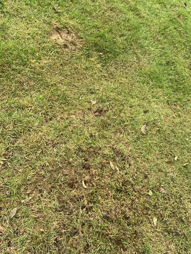 Top-rated residential landscaping in Charlotte, NC by ExperiGreen Lawn Care