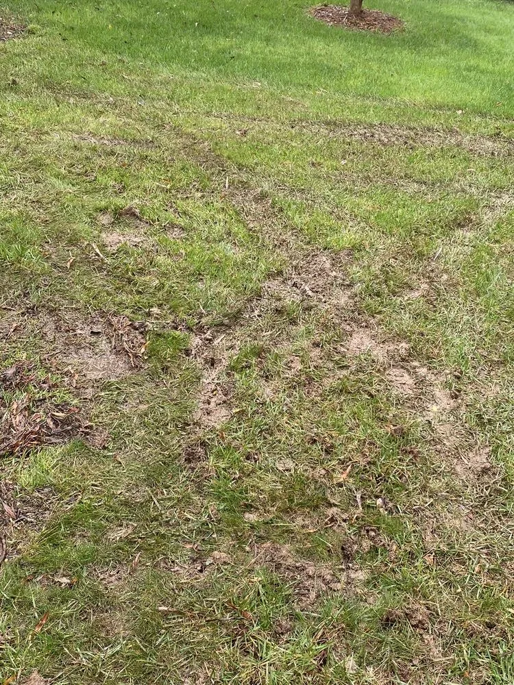 Professional lawn mowing service for homes in Charlotte, NC by ExperiGreen Lawn Care