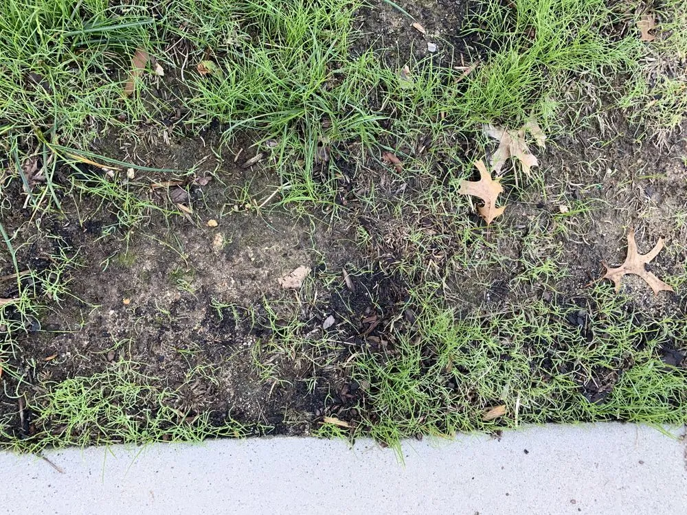 Professional garden landscaping in Charlotte, NC - ExperiGreen Lawn Care