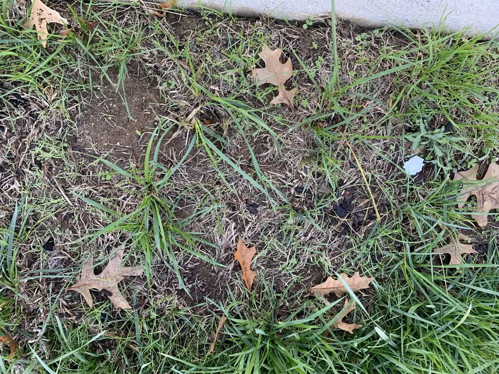 Affordable landscape installation in Charlotte, NC by ExperiGreen Lawn Care