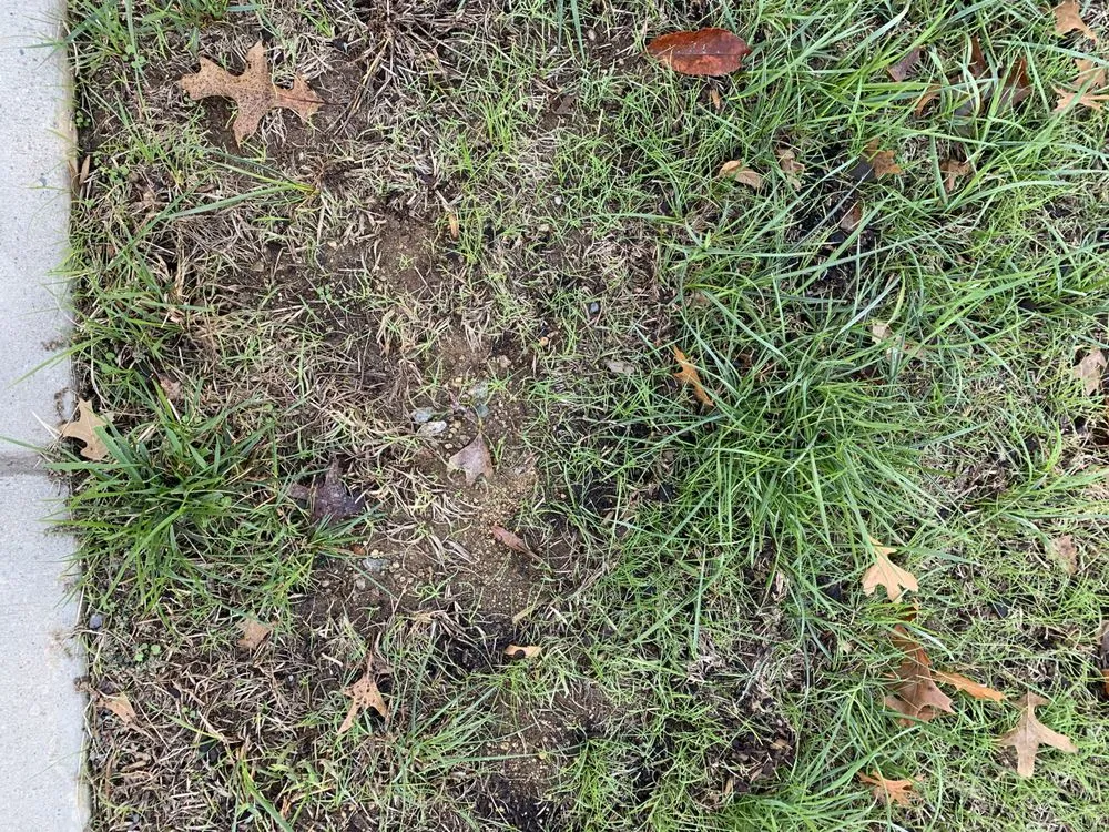 Custom outdoor landscaping experts serving Charlotte, NC - ExperiGreen Lawn Care